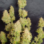 Семена конопли Z Auto (Zkittlez Auto) от Fast Buds