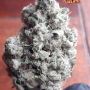 Семена конопли BISCOTTI GELATO™ от Fast Buds