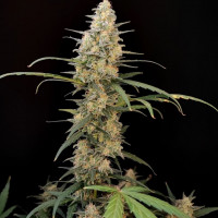 Auto Critical Original Feminised Silver