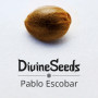 Cannabis seed variety Pablo Escobar