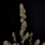 Cannabis seeds Original AUTO BUBBLEGUM from Fast Buds