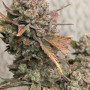Насіння конопель CREAM COOKIES Auto від Fast Buds