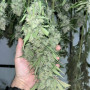 Семена конопли ZTRAWBERRIEZ Auto от Fast Buds