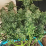 Семена конопли TANGIE Auto от Fast Buds