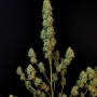 Насіння конопель Original AUTO JACK HERER від Fast Buds