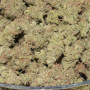 Насіння конопель Original AUTO WHITE WIDOW від Fast Buds