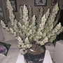 Семена конопли Original AUTO BLUEBERRY от Fast Buds