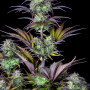 Семена конопли Original AUTO BLUEBERRY от Fast Buds