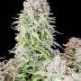 Семена конопли Original AUTO AFGHAN KUSH от Fast Buds