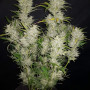 Насіння конопель Original AUTO SOUR DIESEL від Fast Buds