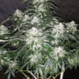 Семена конопли STARDAWG Auto от Fast Buds