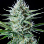Насіння конопель Original AUTO WHITE WIDOW від Fast Buds
