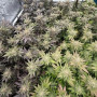 Семена конопли LEMONPAYA ™ от Fast Buds