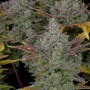 Семена конопли GORILLA COOKIES Auto от Fast Buds