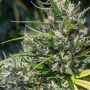 Cannabis seeds Auto KRYPTONITE from Pyramid Seeds