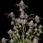 Семена конопли BISCOTTI GELATO™ от Fast Buds