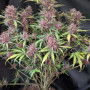 Семена конопли PURPLE HAZE Auto™ от Fast Buds