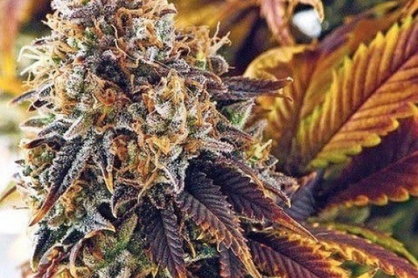 Сорта канадской конопли хорхе сервантес выращивание марихуаны
