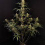 Cannabis seeds Original JACK HERER Auto from Fast Buds