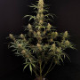 Насіння конопель Original AUTO JACK HERER від Fast Buds