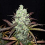 Семена конопли TANGIE Auto от Fast Buds