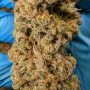 Семена конопли Original AUTO CHEMDAWG от Fast Buds