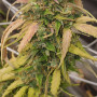 Сорт семян каннабиса Auto Pineapple Express