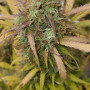 Сорт семян каннабиса Auto Pineapple Express