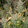 Сорт семян каннабиса Auto Pineapple Express