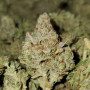 Сорт семян каннабиса Auto Pineapple Express