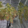 Сорт семян каннабиса Auto Pineapple Express