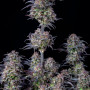 Семена конопли Original AUTO BLUEBERRY от Fast Buds