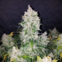 Семена конопли STARDAWG Auto от Fast Buds