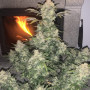 Семена конопли GORILLA Auto (GORILLA GLUE Auto) от Fast Buds