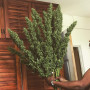 Сорт семян каннабиса Jamaica Sativa