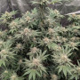 Семена конопли RAINBOW MELON ™ от Fast Buds