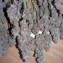 Семена конопли PURPLE HAZE Auto™ от Fast Buds
