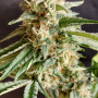 Cannabis seeds Wedding CHEESECAKE FF from Fast Buds
