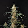 Семена конопли Original AUTO CHEMDAWG от Fast Buds