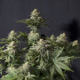 Cannabis seeds Orange SHERBET FF from Fast Buds
