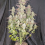 Семена конопли Z-Up Auto™ от Fast Buds