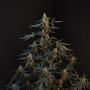 Cannabis seeds Original NORTHERN LIGHTS Auto from Fast Buds