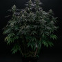 Семена конопли BISCOTTI GELATO™ от Fast Buds
