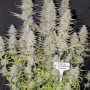 Семена конопли Wedding CHEESECAKE Auto от Fast Buds