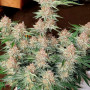 Семена конопли STRAWBERRY PIE Auto от Fast Buds