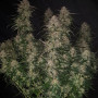 Семена конопли SMOOTHIE Auto от Fast Buds