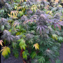 Семена конопли LEMON MANDARIN ™ от Fast Buds