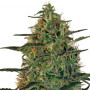 Cannabis seed variety Auto Malana Bomb Feminised Silver