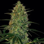 Cannabis seed variety Auto Malana Bomb Feminised Silver