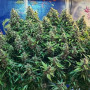 Cannabis seeds Original AUTO NORTHERN LIGHTS from Fast Buds